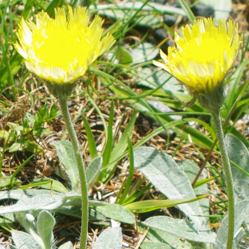 Hieracium4.jpg