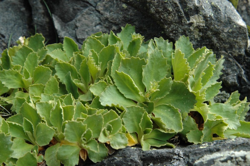 23 Primula hirsuta.JPG