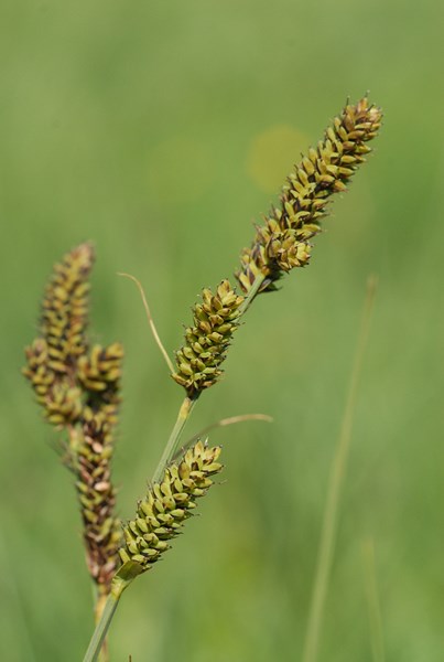 Carex sp2 (2) [1600x1200].JPG
