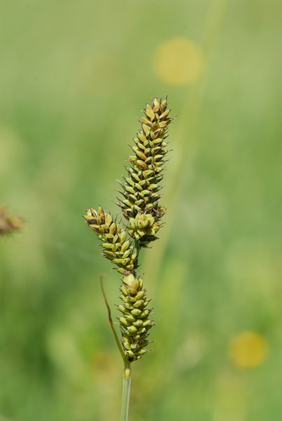 Carex sp2 (5) [1600x1200].JPG