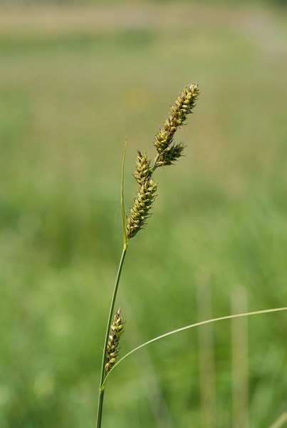 Carex sp2 (10) [1600x1200].JPG