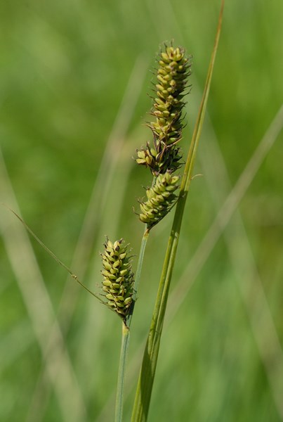 Carex sp2 (12) [1600x1200].JPG