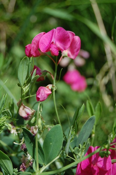 Lathyrus tuberosus (3) [1600x1200].JPG