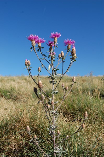 Centaurea paniculata (1) [1600x1200].JPG