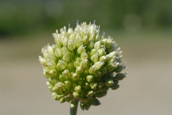 Allium scaberrimum (2) [1600x1200].JPG