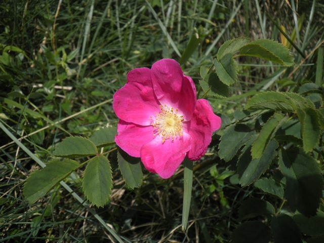 Rosa pendulina.JPG