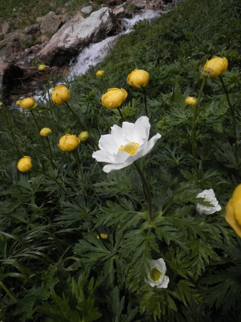 Pulsatilla alpina.JPG