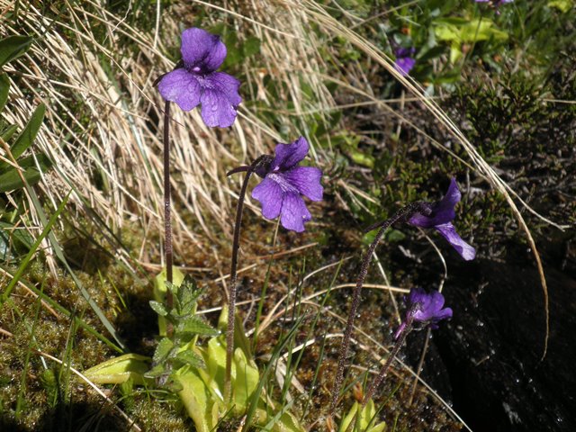 Pinguicula grandiflora.JPG