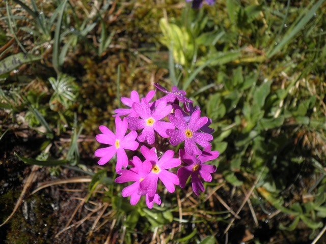 Primula farinosa.JPG