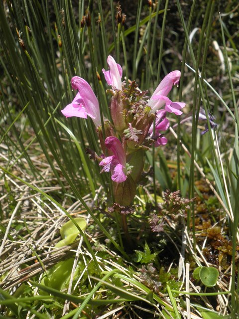 Pedicularis sylvatica.JPG