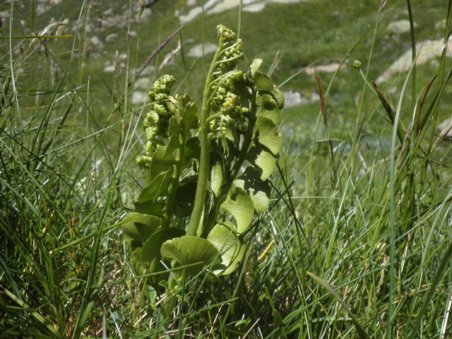 Botrychium lunaria.JPG