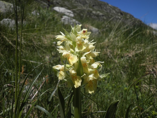 Dactylorhiza sambucina.JPG