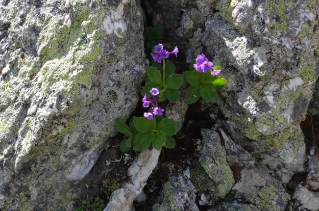 06-Primila latifolia.JPG