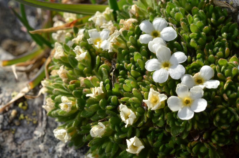 07-Androsace pubescens.JPG