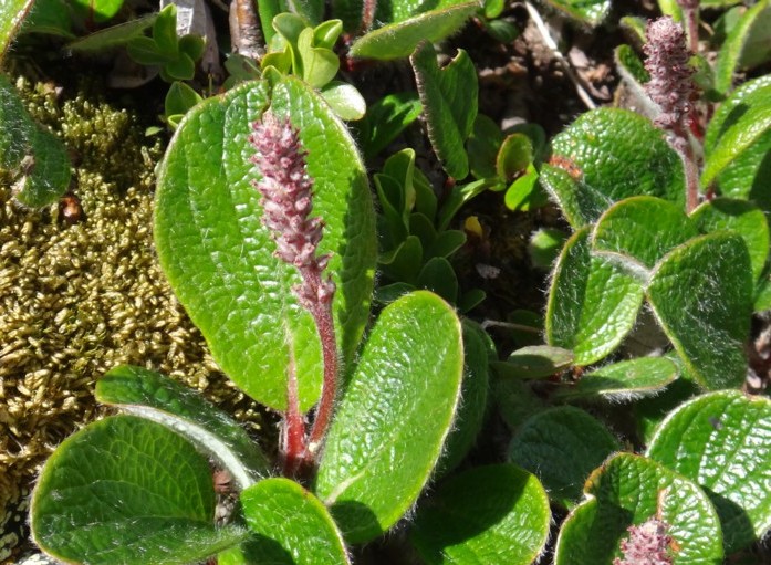 10-Salix reticulata.JPG