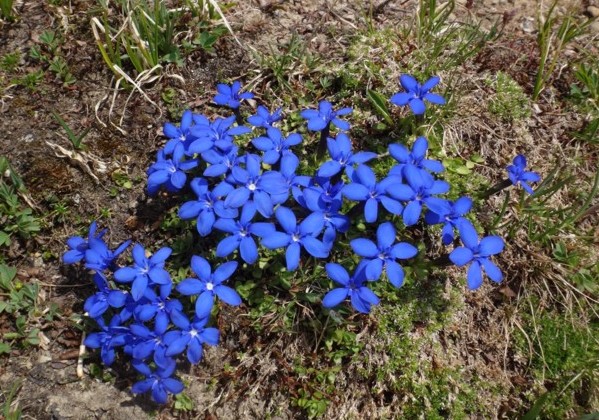 16-Gentiana brachyphylla.JPG