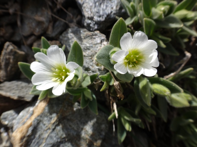 22-Cerastium alpinum .JPG