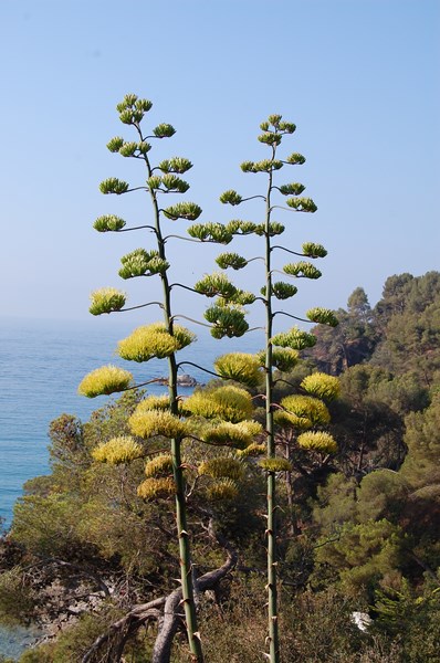 Agave americana variegata (4) [1600x1200].JPG