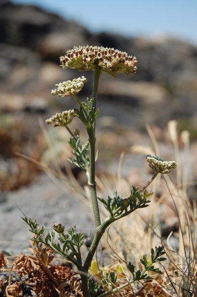 Daucus carota hispanicus (4) [1600x1200].JPG