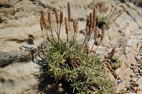 Plantago subulata6 [1600x1200].JPG