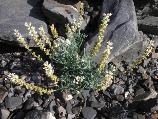 00_Reseda glauca.jpg