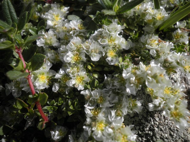 02_Paronychia kapela ssp serpyllifolia.jpg