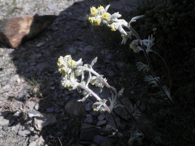 12_Artemisia eriantha.jpg