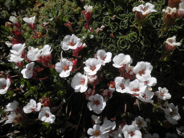 13_Saxifraga iratiana.jpg