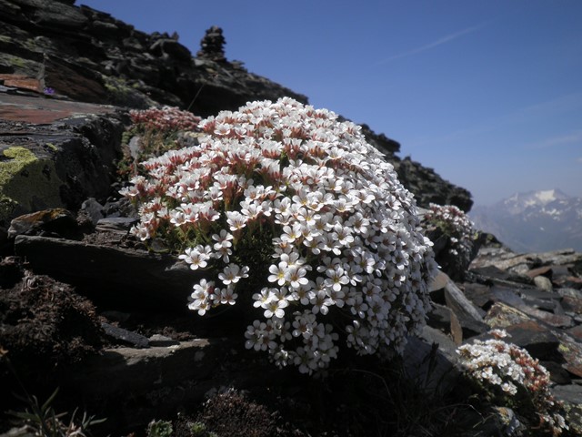 14_Saxifraga iratiana.jpg