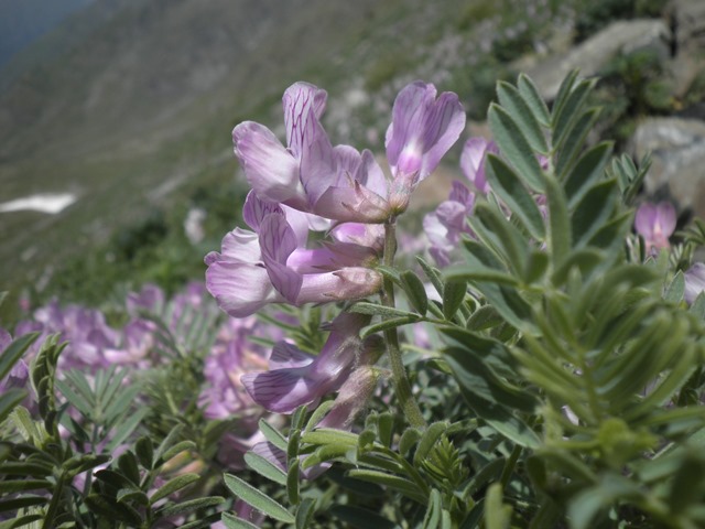 19_Vicia argentea.jpg