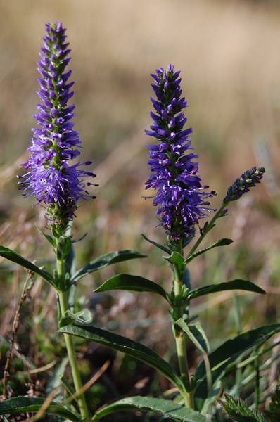 Veronica spicata9 [1600x1200].JPG