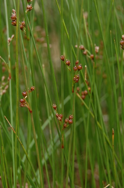 Juncus filiformis3 [1600x1200].JPG