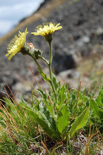 Hieracium intybaceum5 [1600x1200].JPG