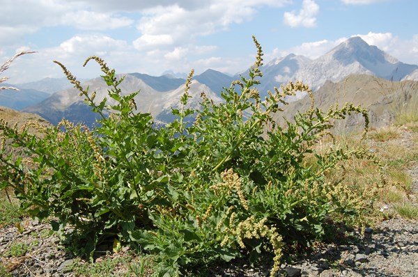 Chenopodium bonus-henricus6 [1600x1200].JPG