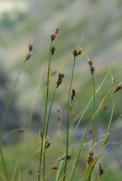 Carex ferruginea ferruginea [1600x1200].JPG
