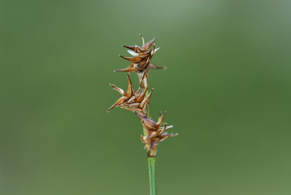 Carex echinata4 [1600x1200].JPG