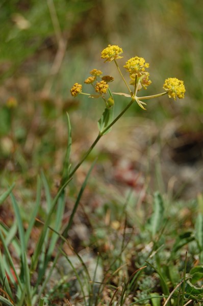 Bupleurum ranunculoides4 [1600x1200].JPG