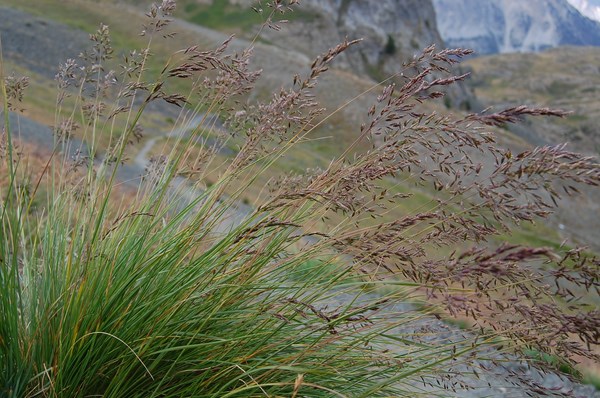 Bellardiochloa variegata3 [1600x1200].JPG