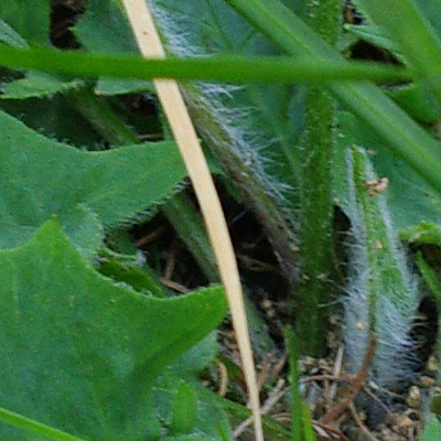 Bords de feuilles