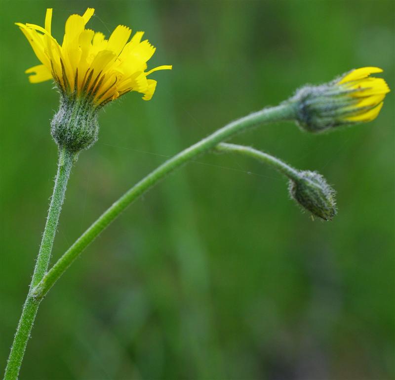 Inflorescence