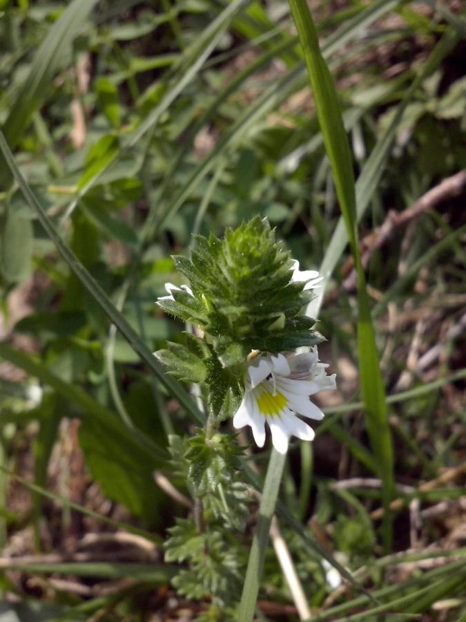 Euphrasia red 1.jpg