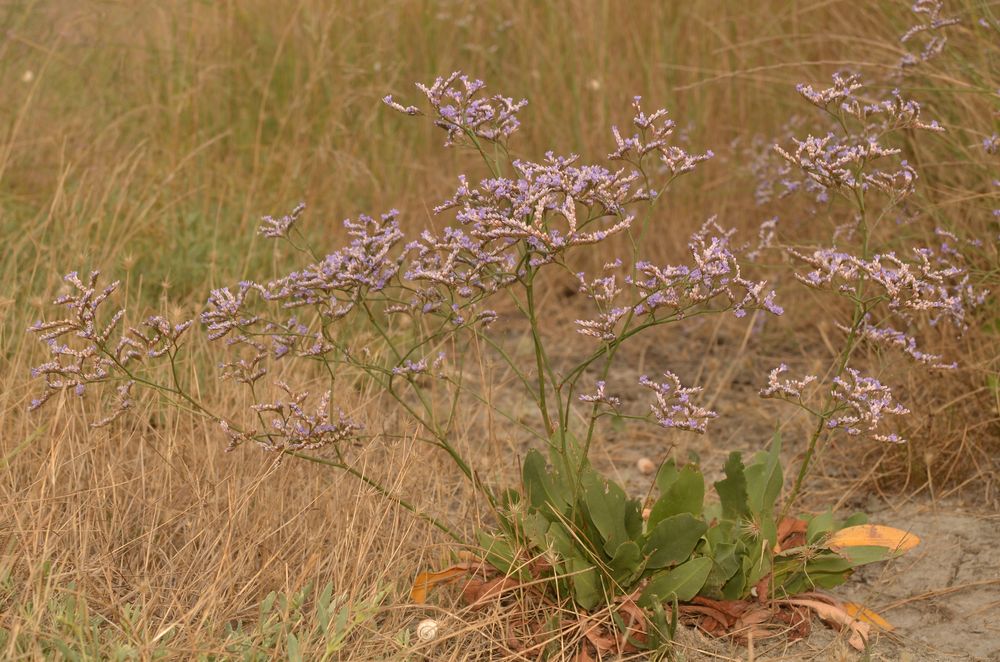 Limonium narbonense (1).JPG