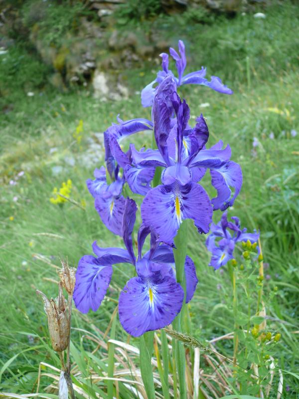 iris latifolia.jpg