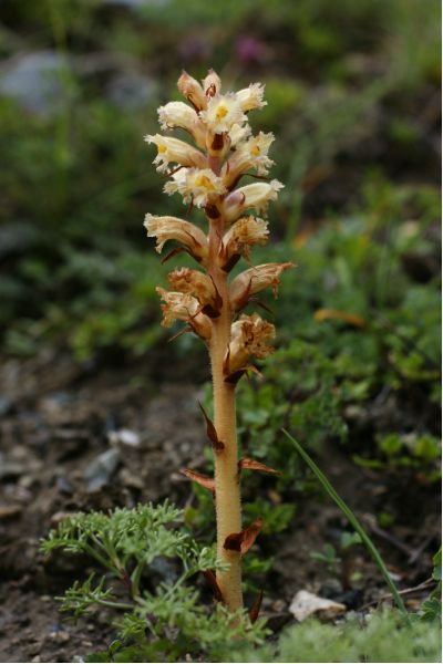 Orobanche serbica (11) [800x600].JPG