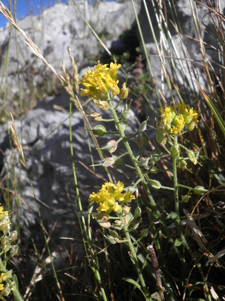 06_Alyssum fastigiatum.JPG