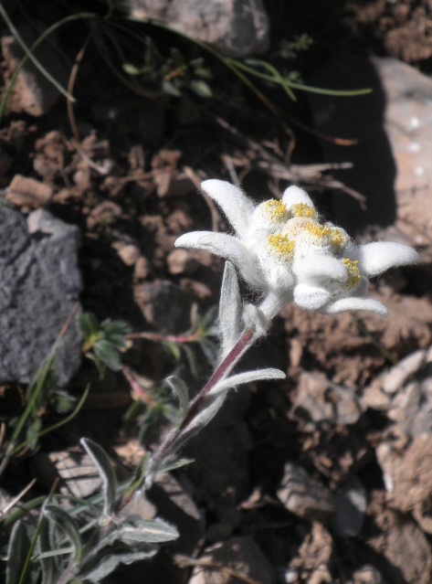 09_Leontopodium alpinum.JPG