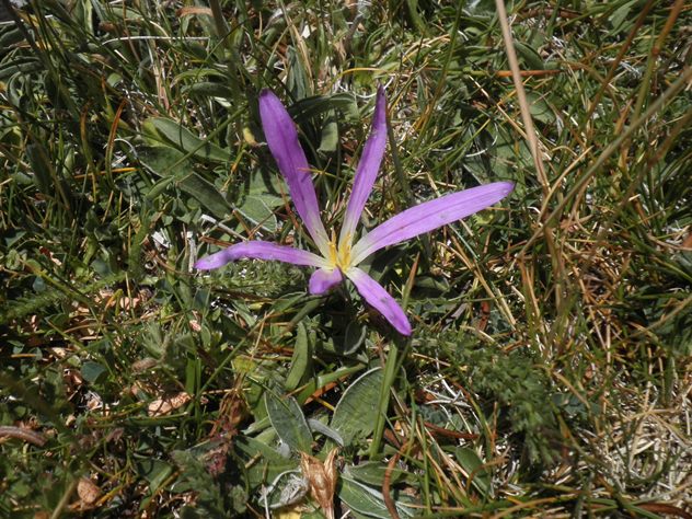 10_Merendera pyrenaica_Colchicum montanum.JPG