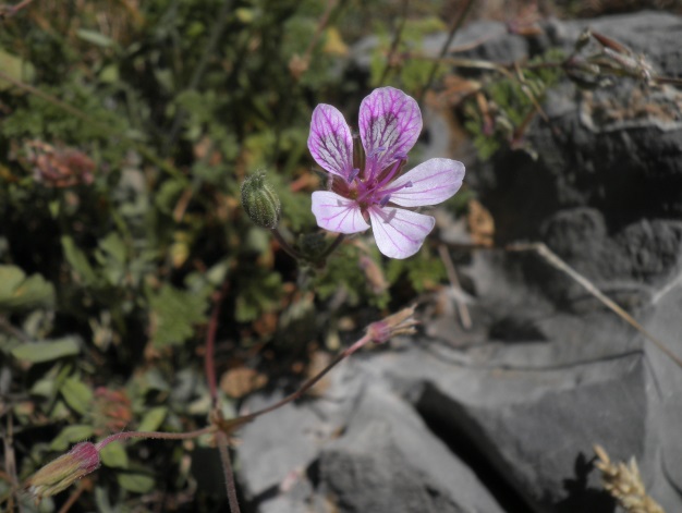 11_Erodium glandulosum.JPG