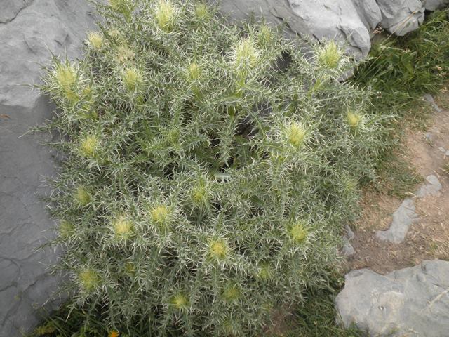 16_Cirsium glabrum.JPG