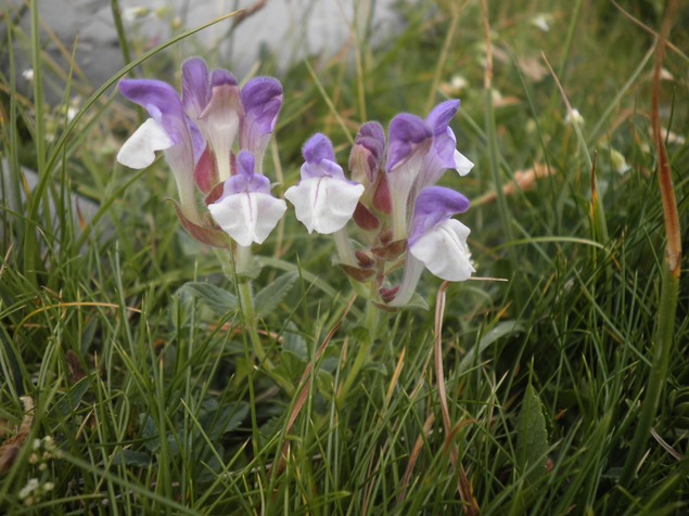 17_Scutellaria alpina.JPG